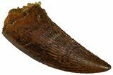 Serrated, Raptor Tooth - Real Dinosaur Tooth #295953-1